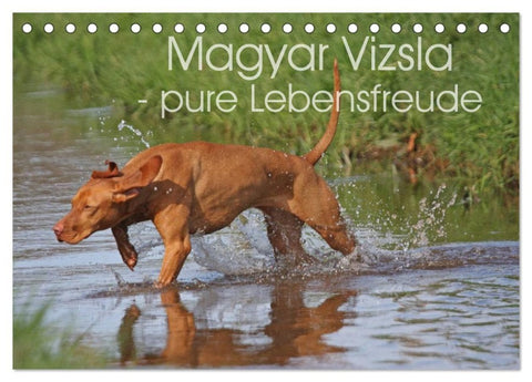 Magyar Vizsla - pure Lebensfreude (Tischkalender 2027 DIN A5 quer), CALVENDO Monatskalender