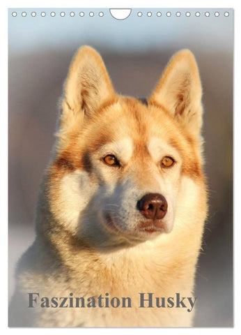 Faszination Husky (Wandkalender 2027 DIN A4 hoch), CALVENDO Monatskalender