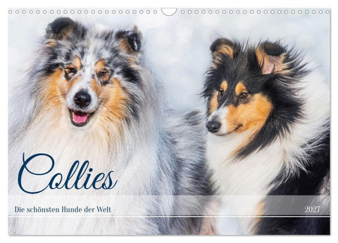 Collies - die schönsten Hunde der Welt (Wandkalender 2027 DIN A3 quer), CALVENDO Monatskalender