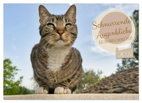 Schnurrende Augenblicke (Wandkalender 2027 DIN A2 quer), CALVENDO Monatskalender