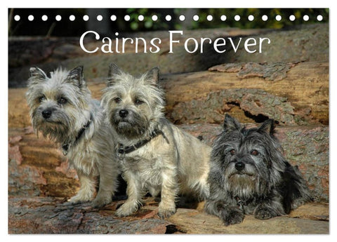 Cairns Forever (Tischkalender 2026 DIN A5 quer), CALVENDO Monatskalender