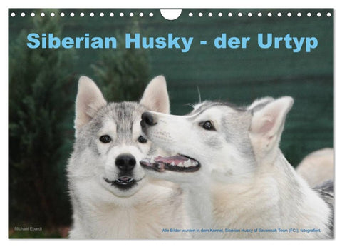 Siberian Husky - der Urtyp (Wandkalender 2026 DIN A4 quer), CALVENDO Monatskalender