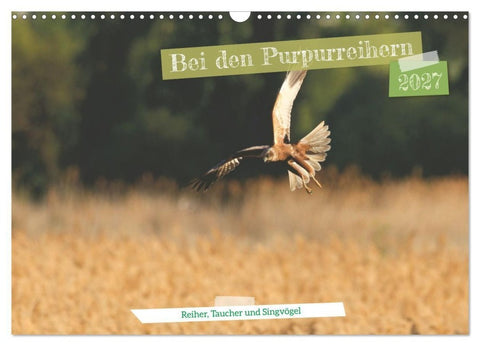 Bei den Purpurreihern (Wandkalender 2027 DIN A3 quer), CALVENDO Monatskalender