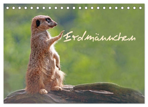 Erdmännchen (Tischkalender 2026 DIN A5 quer), CALVENDO Monatskalender