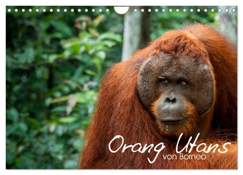 Orang Utans von Borneo Tierkalender 2026 (Wandkalender 2026 DIN A4 quer), CALVENDO Monatskalender