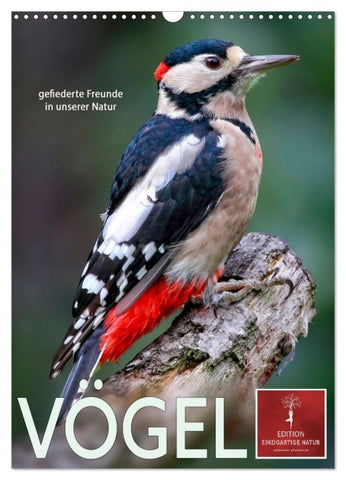 Vögel - gefiederte Freunde in unserer Natur (Wandkalender 2027 DIN A3 hoch), CALVENDO Monatskalender