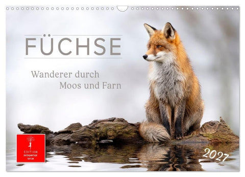 Füchse - Wanderer durch Moos und Farn (Wandkalender 2027 DIN A3 quer), CALVENDO Monatskalender