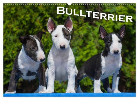 Bullterrier (Wandkalender 2027 DIN A2 quer), CALVENDO Monatskalender