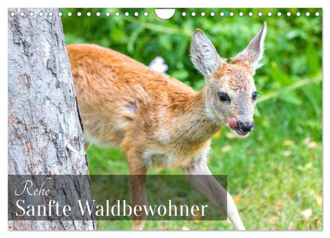 Rehe - Sanfte Waldbewohner (Wandkalender 2027 DIN A4 quer), CALVENDO Monatskalender