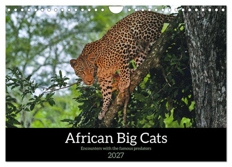 African Big Cats (Wall Calendar 2027 DIN A4 landscape), CALVENDO 12 Month Wall Calendar