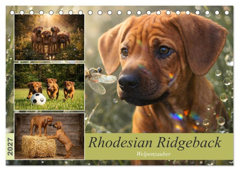 Rhodesian Ridgeback - Welpenzauber (Tischkalender 2027 DIN A5 quer), CALVENDO Monatskalender
