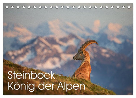 Steinbock - König der Alpen (Tischkalender 2027 DIN A5 quer), CALVENDO Monatskalender