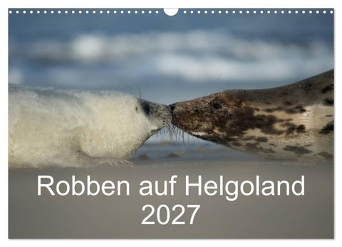 Robben auf Helgoland 2027 (Wandkalender 2027 DIN A3 quer), CALVENDO Monatskalender