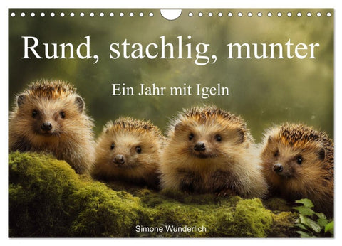 Rund, stachlig, munter - Ein Jahr mit Igeln (Wandkalender 2026 DIN A4 quer), CALVENDO Monatskalender
