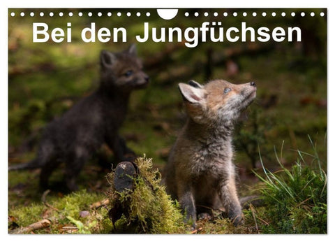 Bei den Jungfüchsen (Wandkalender 2027 DIN A4 quer), CALVENDO Monatskalender