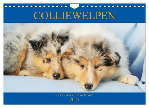 Colliewelpen - kleine Collies erobern die Welt (Wandkalender 2027 DIN A4 quer), CALVENDO Monatskalender