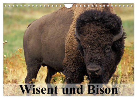 Wisent und Bison (Wandkalender 2027 DIN A4 quer), CALVENDO Monatskalender