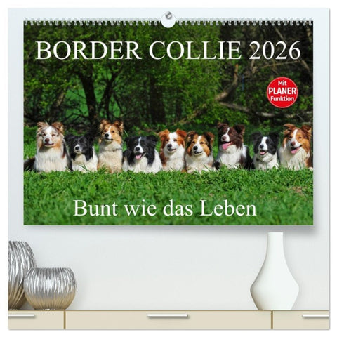 Border Collie 2026 (hochwertiger Premium Wandkalender 2026 DIN A2 quer), Kunstdruck in Hochglanz