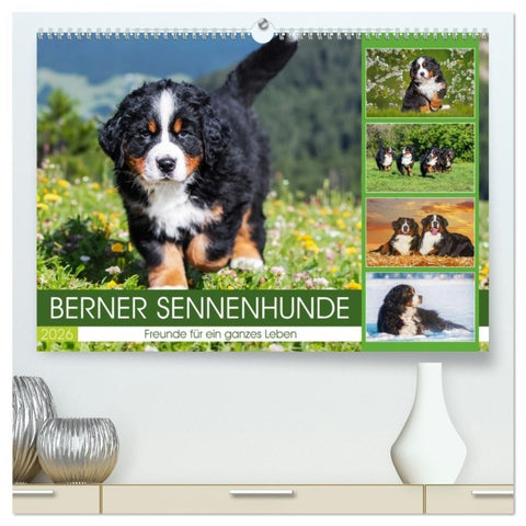 Berner Sennenhunde - Freunde für ein ganzes Leben (hochwertiger Premium Wandkalender 2026 DIN A2 quer), Kunstdruck in Hochglanz