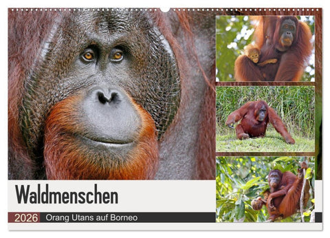 Waldmenschen - Orang Utans auf Borneo (Wandkalender 2026 DIN A2 quer), CALVENDO Monatskalender