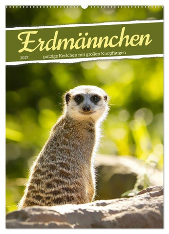 Erdmännchen, putzige Kerlchen mit großen Knopfaugen (Wandkalender 2027 DIN A2 hoch), CALVENDO Monatskalender