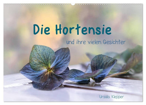 Die Hortensie und ihre vielen Gesichter (Wandkalender 2027 DIN A2 quer), CALVENDO Monatskalender