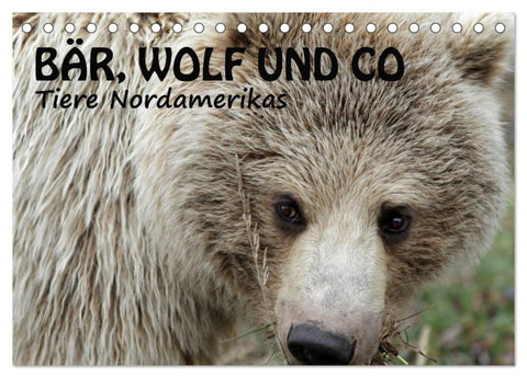 Bär, Wolf und Co - Tiere Nordamerikas (Tischkalender 2026 DIN A5 quer), CALVENDO Monatskalender