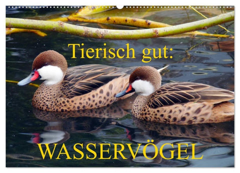 Tierisch gut: Wasservögel (Wandkalender 2027 DIN A2 quer), CALVENDO Monatskalender