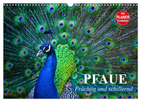 Pfaue. Prächtig und schillernd (Wandkalender 2026 DIN A3 quer), CALVENDO Monatskalender