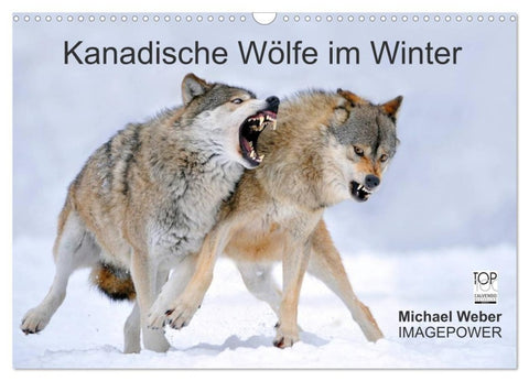 Kanadische Wölfe im Winter (Wandkalender 2027 DIN A3 quer), CALVENDO Monatskalender