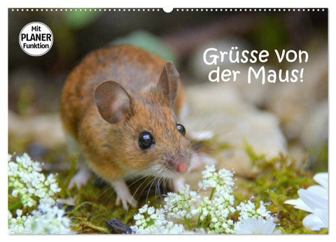 Grüsse von der Maus! (Wandkalender 2027 DIN A2 quer), CALVENDO Monatskalender