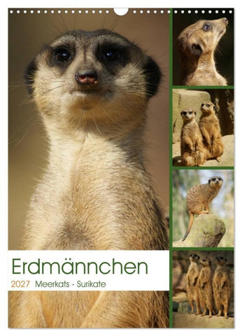 Erdmännchen-Meerkats-Surikate (Wandkalender 2027 DIN A3 hoch), CALVENDO Monatskalender