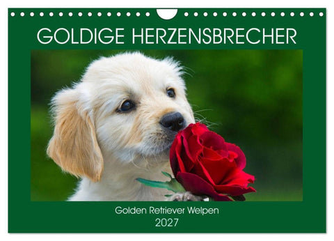 Goldige Herzensbrecher - Golden Retriever Welpen (Wandkalender 2027 DIN A4 quer), CALVENDO Monatskalender