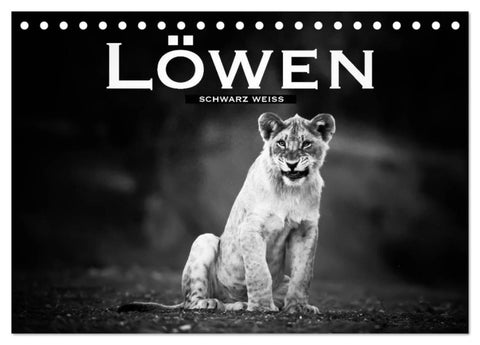 Löwen schwarz weiß (Tischkalender 2027 DIN A5 quer), CALVENDO Monatskalender