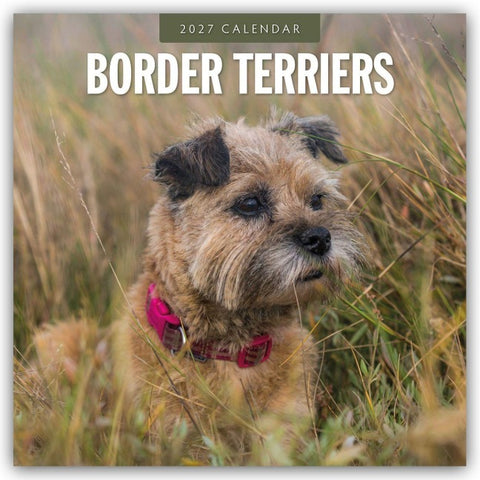 Border Terriers – Border Terrier 2027 – 16-Monatskalender
