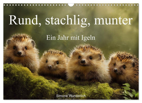 Rund, stachlig, munter - Ein Jahr mit Igeln (Wandkalender 2026 DIN A3 quer), CALVENDO Monatskalender