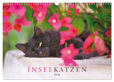 Inselkatzen (Wandkalender 2026 DIN A3 quer), CALVENDO Monatskalender