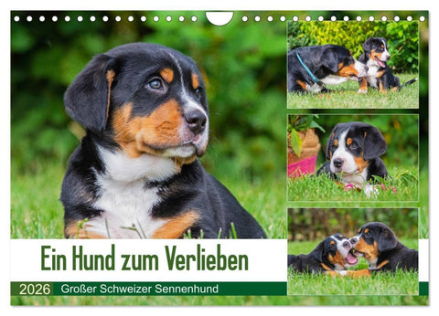 Ein Hund zum Verlieben - Großer Schweizer Sennenhund (Wandkalender 2026 DIN A4 quer), CALVENDO Monatskalender
