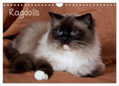 Ragdolls (Wandkalender 2027 DIN A4 quer), CALVENDO Monatskalender