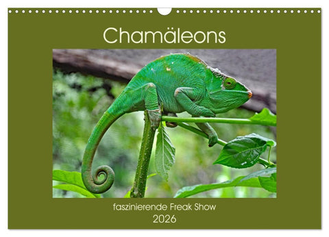 Chamäleons - faszinierende Freak Show (Wandkalender 2026 DIN A3 quer), CALVENDO Monatskalender