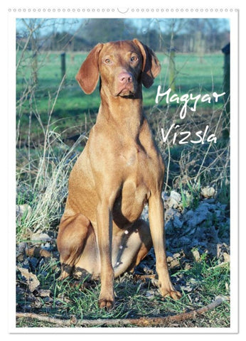 Magyar Vizsla (Wandkalender 2026 DIN A2 hoch), CALVENDO Monatskalender