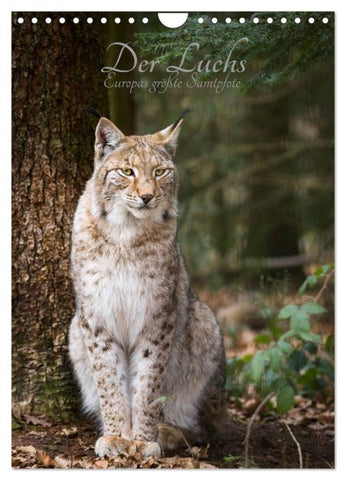 Der Luchs - Europas größte Samtpfote (Wandkalender 2026 DIN A4 hoch), CALVENDO Monatskalender