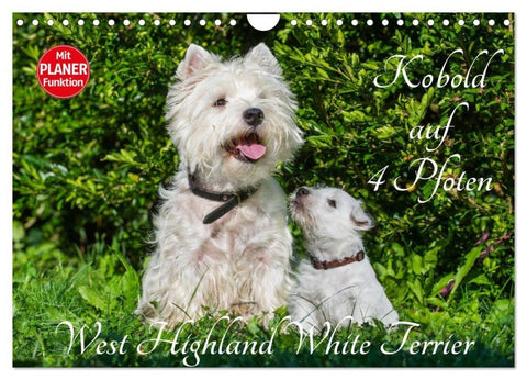Kobold auf 4 Pfoten - West Highland White Terrier (Wandkalender 2027 DIN A4 quer), CALVENDO Monatskalender