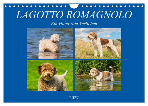 Lagotto Romagnolo - Ein Hund zum Verlieben (Wandkalender 2027 DIN A4 quer), CALVENDO Monatskalender