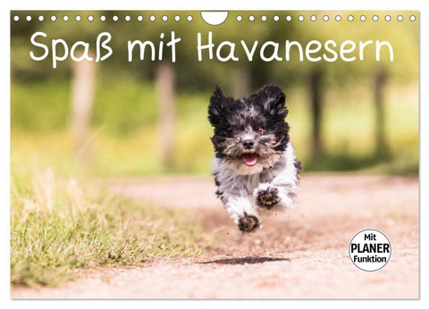 Spaß mit Havanesern (Wandkalender 2026 DIN A4 quer), CALVENDO Monatskalender