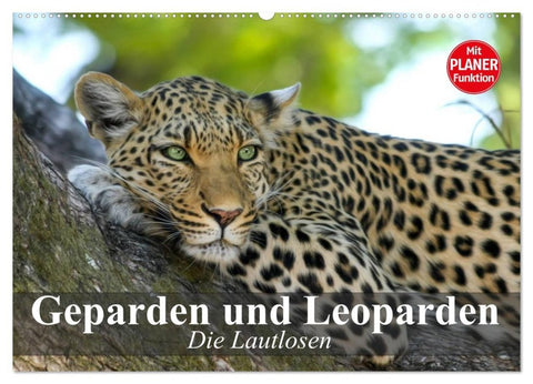 Die Lautlosen. Geparden und Leoparden (Wandkalender 2026 DIN A2 quer), CALVENDO Monatskalender