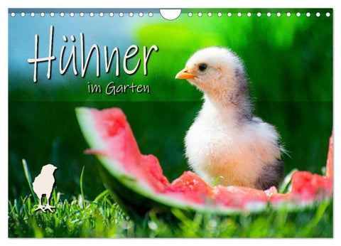 Hühner im Garten (Wandkalender 2027 DIN A4 quer), CALVENDO Monatskalender
