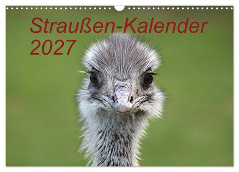 Straußen-Kalender 2027 (Wandkalender 2027 DIN A3 quer), CALVENDO Monatskalender