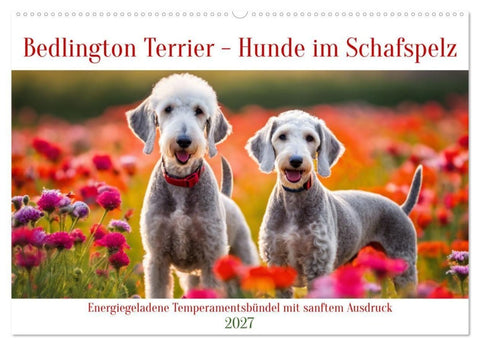 Bedlington Terrier - Hunde im Schafspelz (Wandkalender 2027 DIN A2 quer), CALVENDO Monatskalender