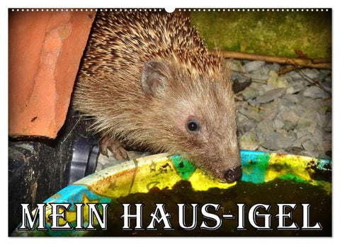 Mein Haus-Igel (Wandkalender 2027 DIN A2 quer), CALVENDO Monatskalender